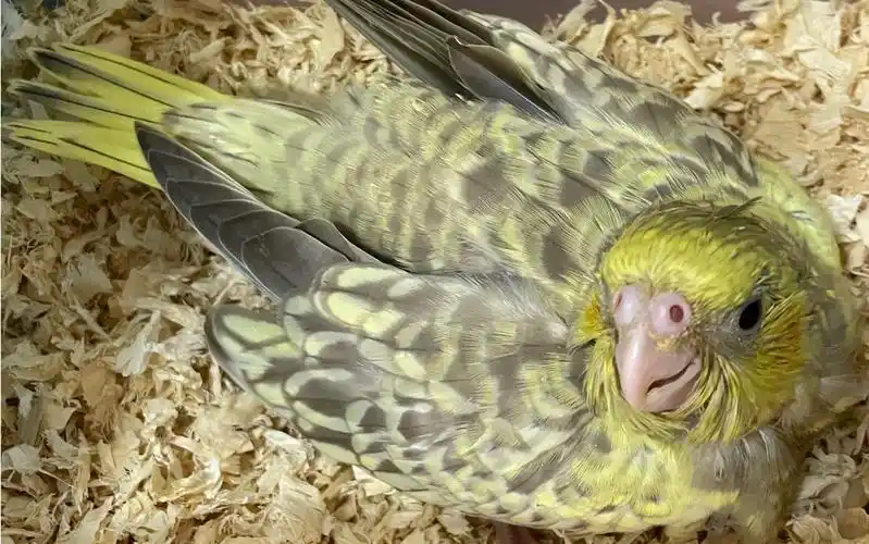 古铜珍珠玄凤乞食趴着睡乞食_哔哩哔哩_bilibili