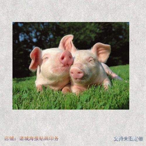 海报贴画动物小猪卡通动漫农村土猪养殖场大幅背胶贴图案黑墙壁纸