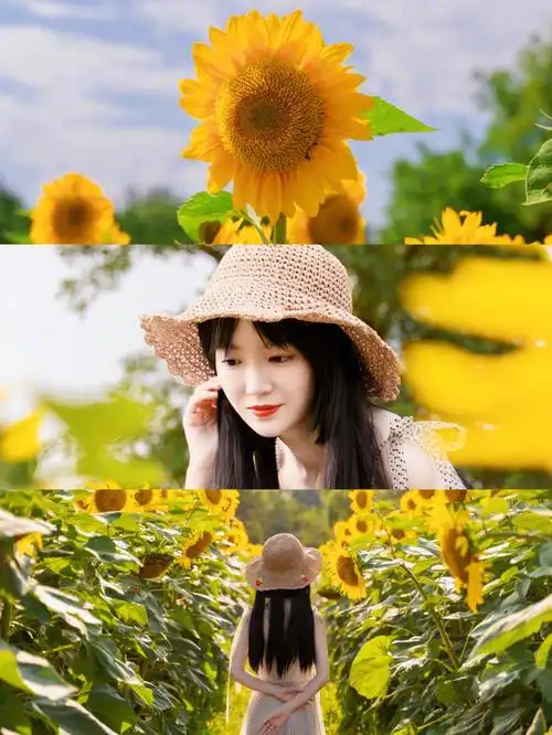 北京766月限定奥森百亩向日葵写真