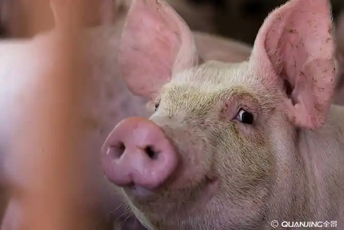 猪的图片_图片大全