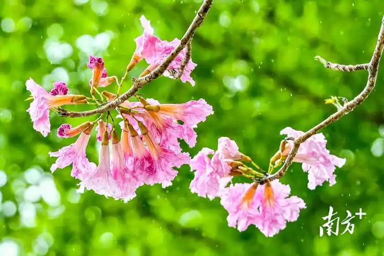 春花烂漫红花风铃木开遍粉色长安惹人醉