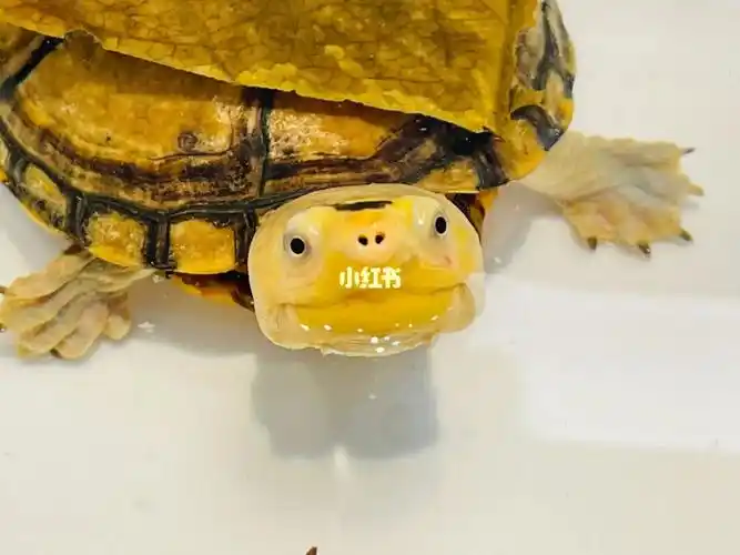 哈哈哈#蛋龟  #蝎泽蛋龟  #龟