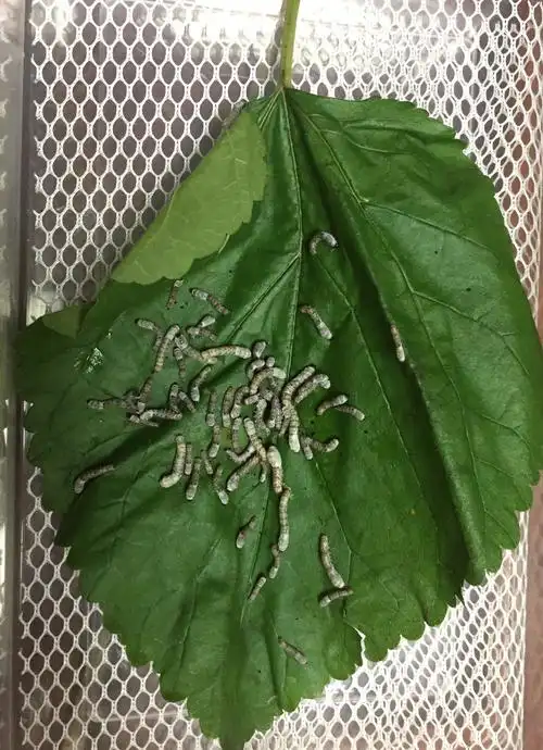 蚁蚕经过大约5天,不断吃吃吃,就长大成1龄蚕啦!