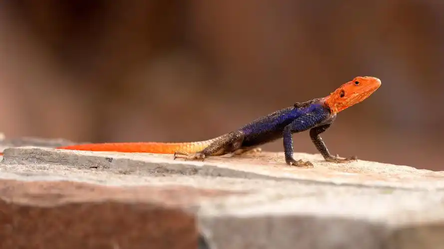野生鬣蜥无水印电脑桌面_野生鬣蜥高清电脑壁纸_三千图片网