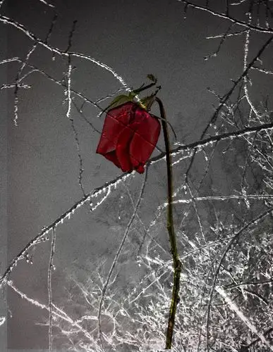 其它 凋零 写美篇文,摄影,制作:虫二 拗了一个星期 瓶里那枝玫瑰 终于