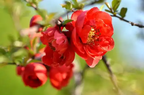 海棠花象征着美丽,但更是有离愁和苦恋的含义,所以海棠花也许不该在