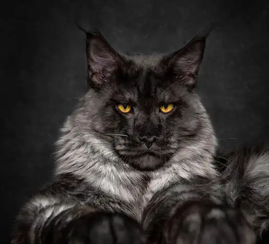 俄罗斯纯种赛级缅因活体库恩宠物幼猫烟灰灰黑其它水族宠物