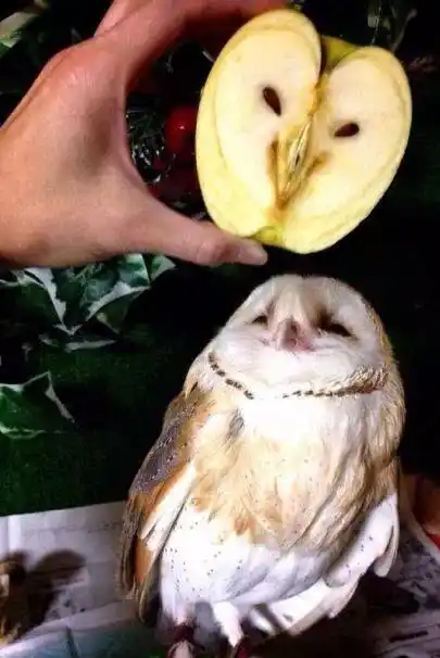 36张照片笑死人不偿命专治不开心