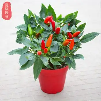 朝天椒盆栽小米辣椒带果植物食用辣椒树苗阳台庭院四季结果