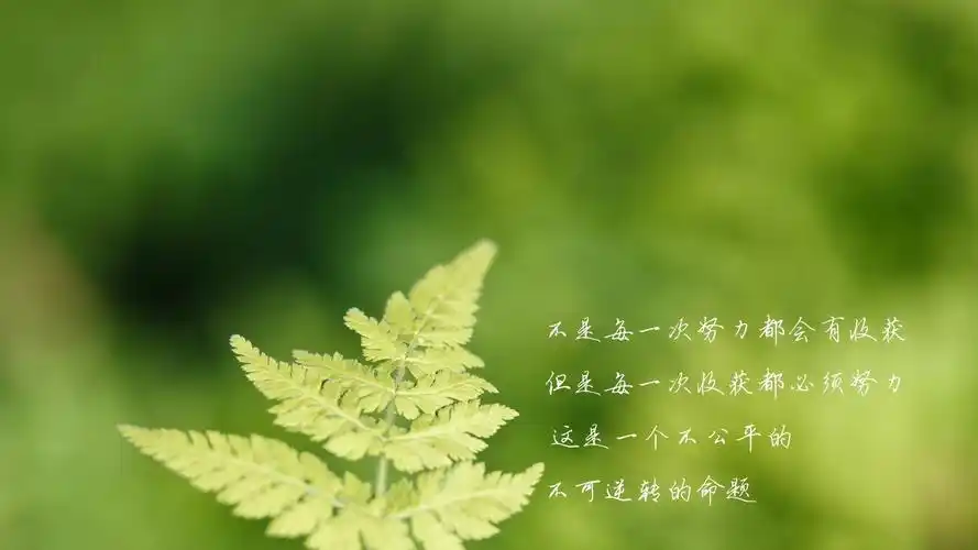 文字努力收获文字控壁纸