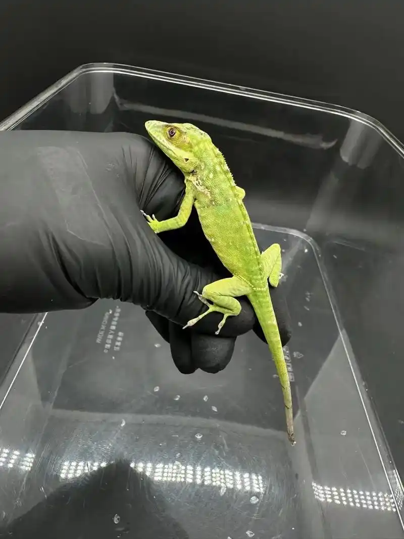 巴拉克安乐蜥.#宠物 #异宠 #爬行动物 #蜥蜴 这批就 - 抖音