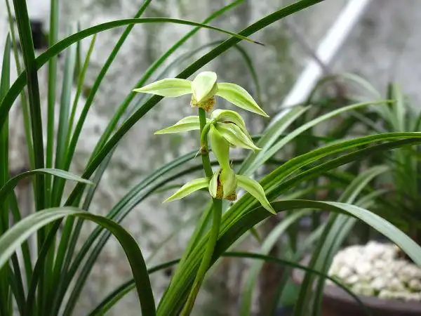 送春篇-中国兰花交易网社区