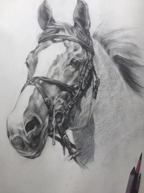 手绘素描 动物 马 黑白画