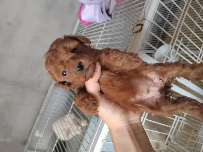 小泰迪一窝公母都有看上的私聊微信电话同号18351016238