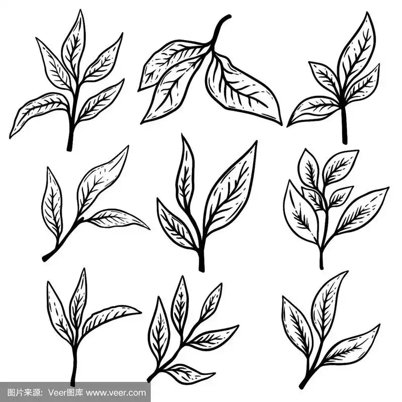 一套手绘茶叶插图.设计元素海报,标签,卡片,横幅,传单.