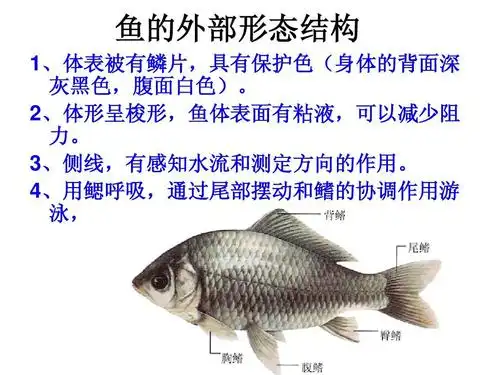 各种环境中的动物ppt