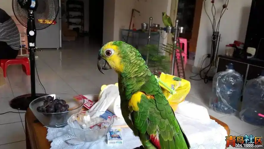 69 黄翼亚马逊   我曾经有幸帮朋友照顾过黄翼亚马逊鹦鹉一段时间