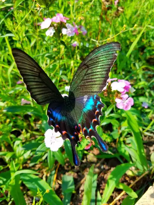 《花儿与蝴蝶》 - 美篇