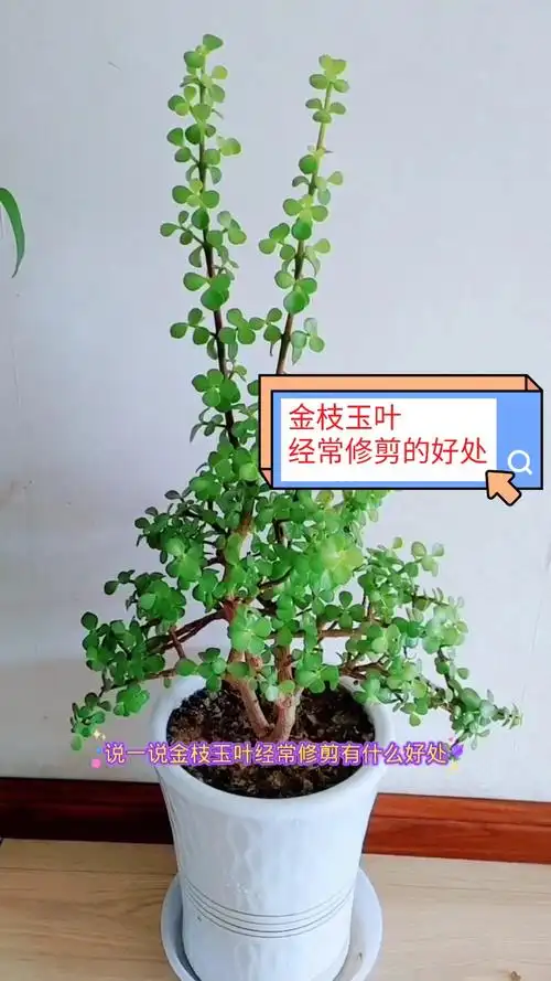 养花金枝玉叶经常修剪有什么好处