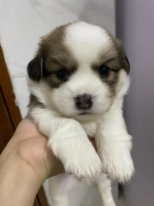 一个多月串串小奶狗找靠谱领养啦,坐标东莞.