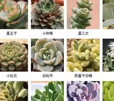 清明过后留住春天多肉的美 丽江大丽花汇奉送多肉大全(图)_植物_品种