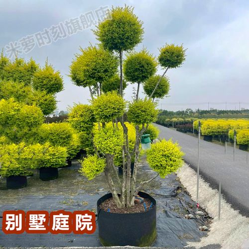 花境植物亮晶女贞造型树棒棒糖多头四季常绿别墅庭院亮金小叶女贞