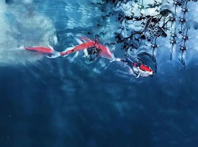 千姿百态的鱼儿,欢快地游来游去