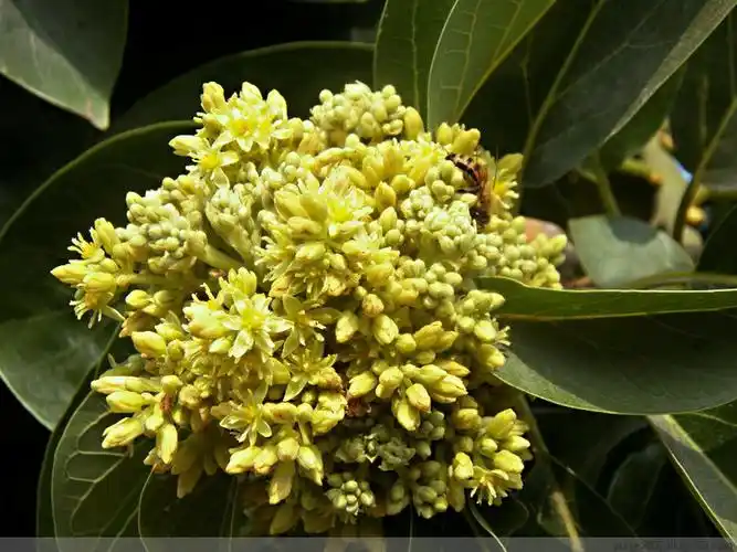 【转载】虎尾河堤下金灿灿的行道树-黄花风铃木