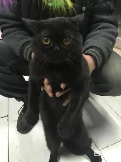 纯黑色英短出售