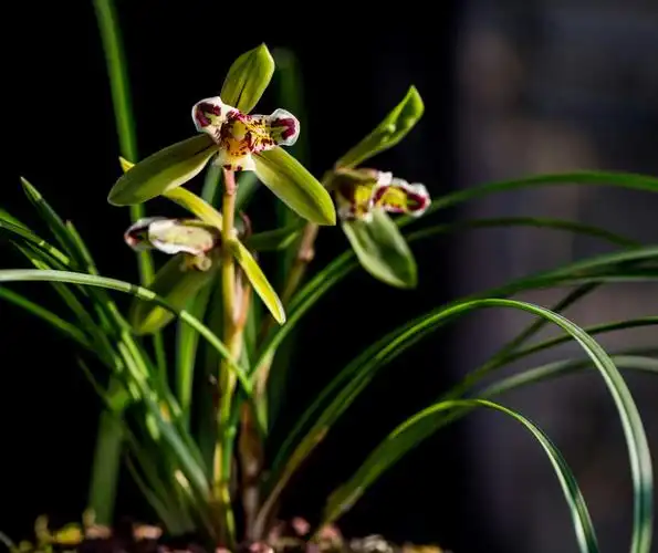 贵州野生兰花珍稀品种(春兰)