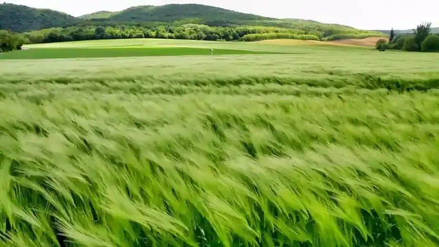 乡野田间#风吹麦浪 夏日安好