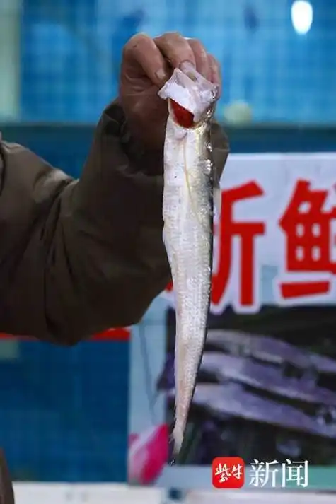 海刀鱼上市 价格较去年翻番_浙江_水产市场_董婉愉