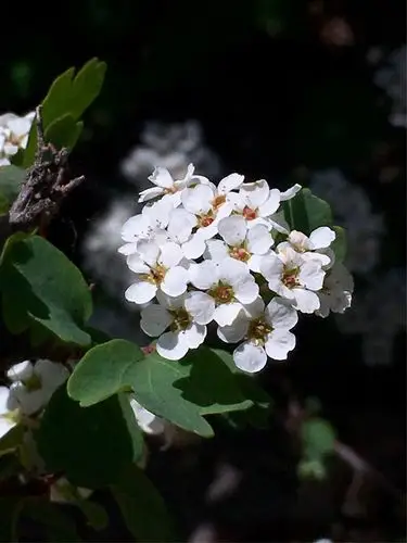 赏花 三裂叶绣线菊 写美篇  三裂绣线菊,蔷薇科绣线菊属灌木,高1～2米