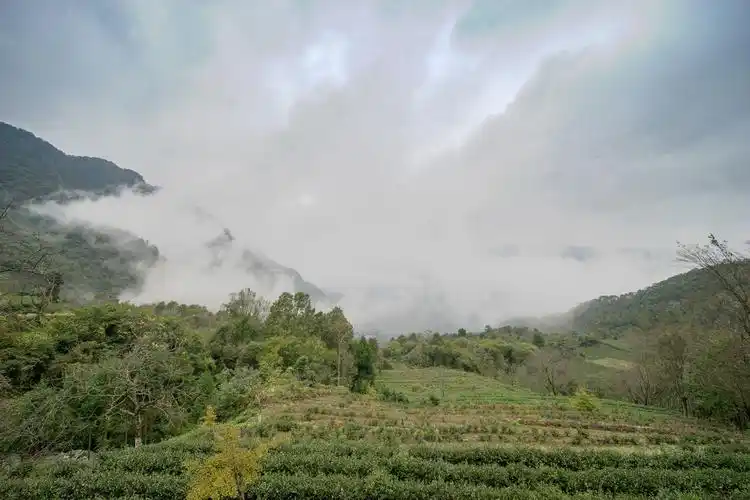 甘肃陇上江南 碧口马家山也是极品龙井产地
