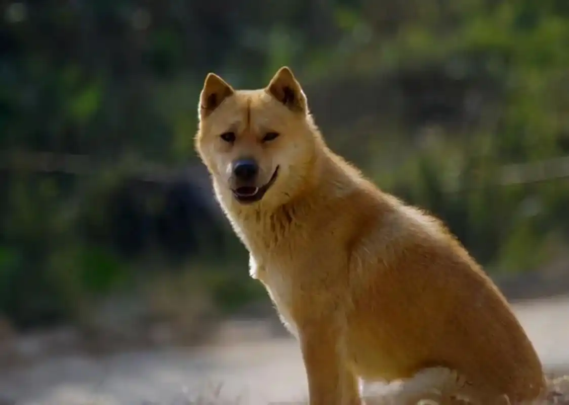 给黄狗取个霸气的名字叫什么?