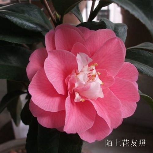 茶花玲珑日本名贵进口进口品品种花苗粉红色庭院时令草本花卉