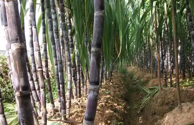 甘蔗白叶病防治技术