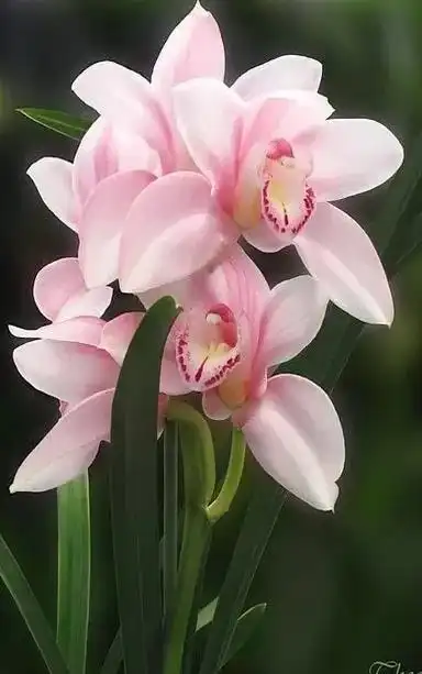 全球最美的花儿,你看过见过?