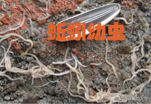 蚯蚓幼虫是白色的吗