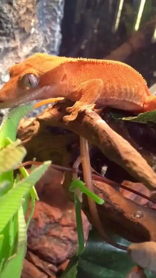 双红睫角蜥蜴,这个时间短刚好变色