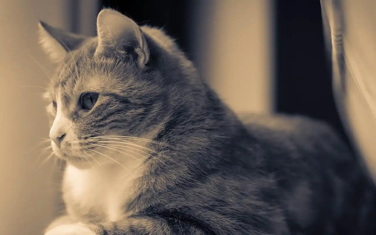 华为matepad pro可爱猫咪壁纸