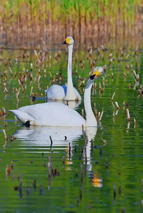 白天鹅首发原创