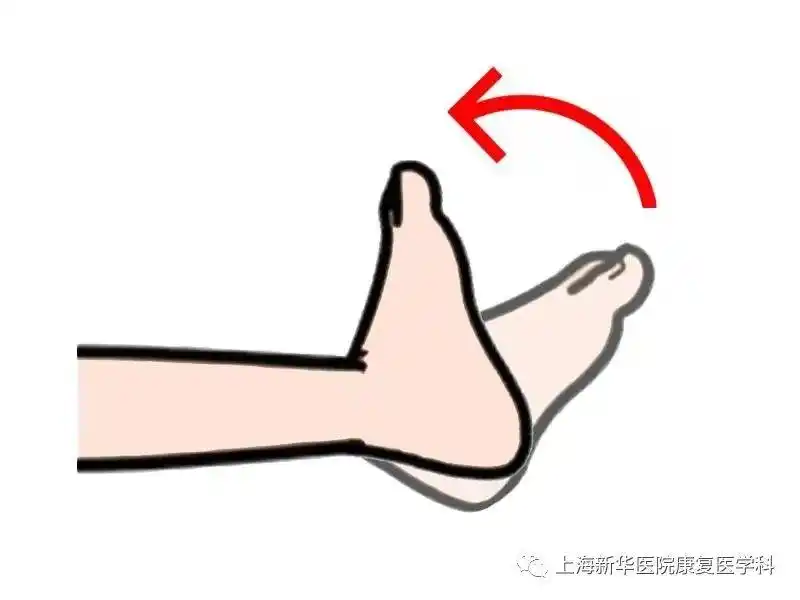踝泵运动:跖屈背伸:跖屈(脚尖朝下)时,小腿三角肌收缩变短,胫骨前肌