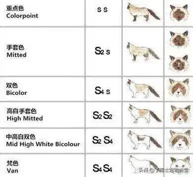 最受欢迎的高贵仙女喵--布偶猫