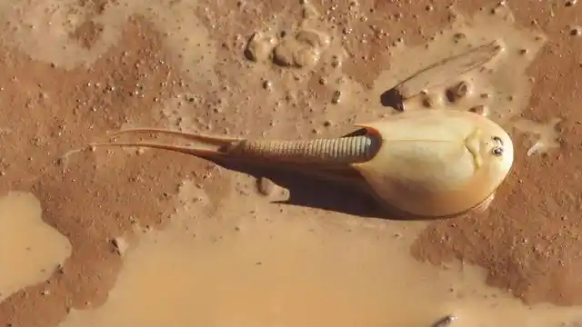 三眼恐龙虾十年之后我们是朋友还可以问候