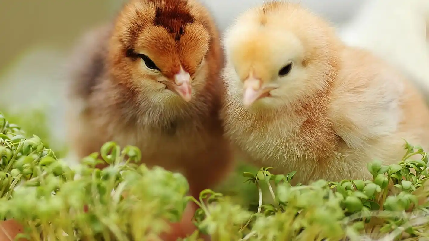孵化出壳的小鸡高清桌面壁纸.刚出壳的小鸡,毛茸茸,圆滚滚的可爱极了.