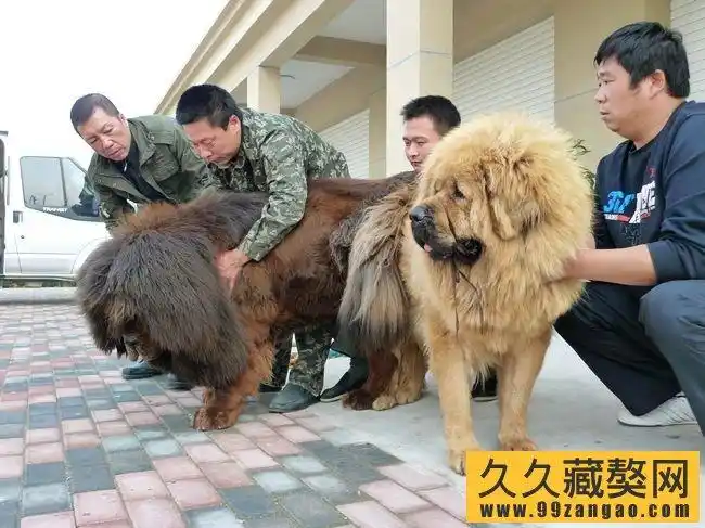 中国新火獒园完美红獒"薪火"引爆獒界沸点_久久藏獒网