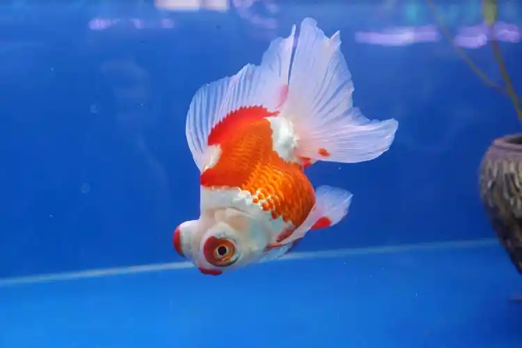 680多尾金鱼"游"进北京恭王府_品种_特展_宫廷