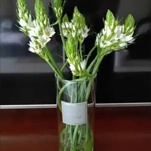 星苑-雀梅│鲜切花家庭云南昆明鲜花基地直发水培花卉花瓶插花