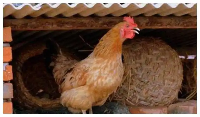 在农村,农民家的老母鸡下蛋时,为啥都要叫两声?原因很少人知道